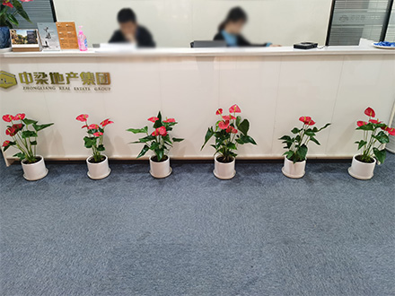 房地產綠植租擺